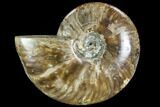 Polished Ammonite (Cleoniceras)- Madagascar #108244-1